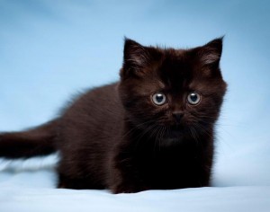 Черный британец фото. Черный британский котенок. Британские котята черного окраса.  